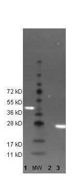 Lane 1: His-Sumo-GFP. Lane: Molecular Weight. Lane 2: Beta-Galactosidase (negative control). Lane 3: recombinant GFP control protein. Load: 35 ug per lane. Primary antibody: none. Secondary antibody: DyLight (TM) 488 conjugated anti-GFP goat secondary antibody at 1:5,000. Block for2 hr at RT. Predicted/Observed size: 27kDa/54kDa, 27kDa for rGFP/~45kDa His-Sumo-GFP.